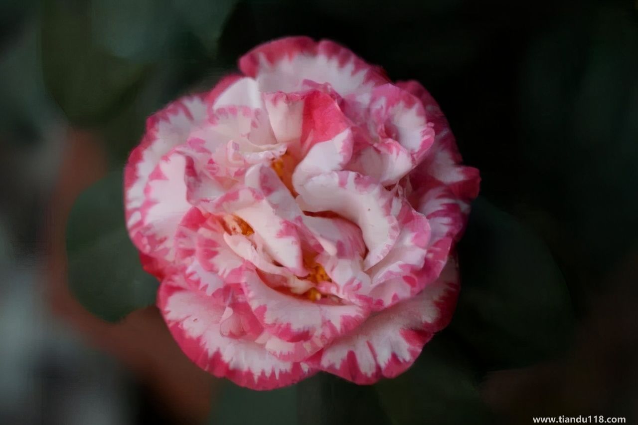 香港十大特產(chǎn)你吃過嗎？大灣網(wǎng)帶你來看看有哪些