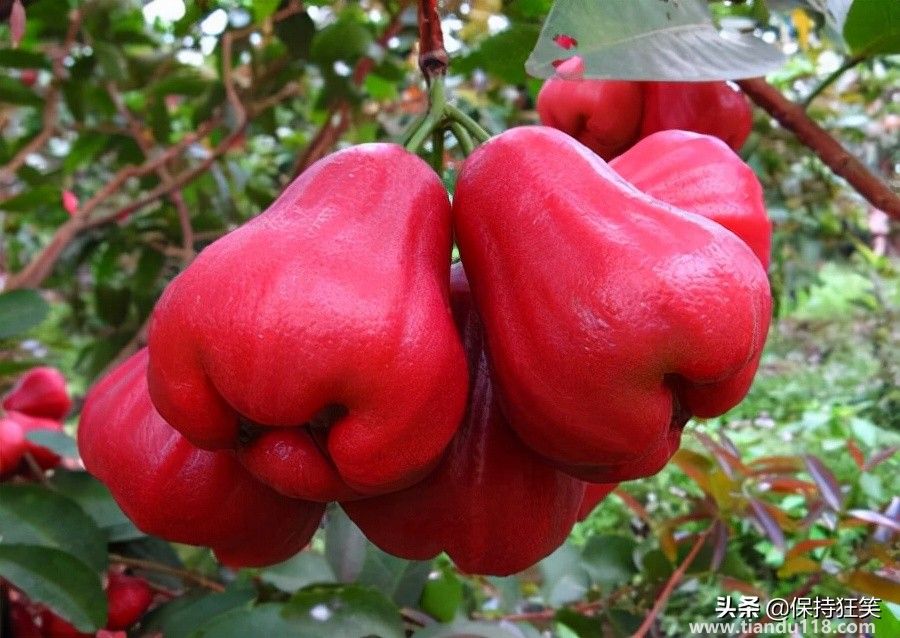 臺灣有哪些特產(chǎn)(臺灣特產(chǎn)排行榜前十名)(圖7) 臺灣十大特產(chǎn)排行榜 臺灣特產(chǎn)什么最出名 來臺旅游值得帶的伴手禮