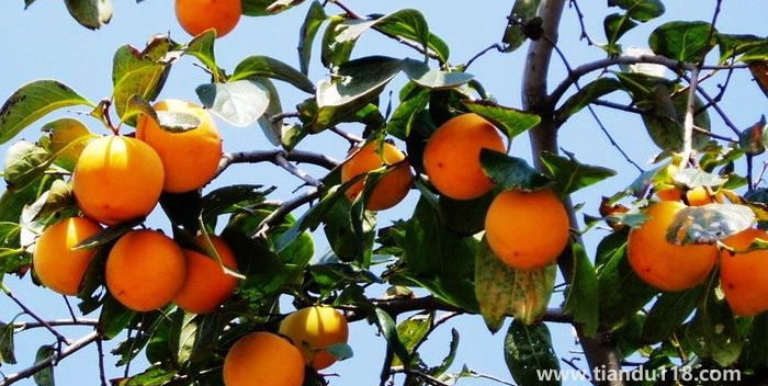 湖南邵陽(yáng)這四種特產(chǎn)，遠(yuǎn)近聞名，看看你吃過哪幾種？