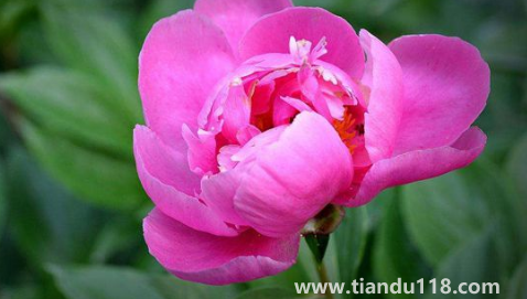 芍藥花骨朵幾天開花3