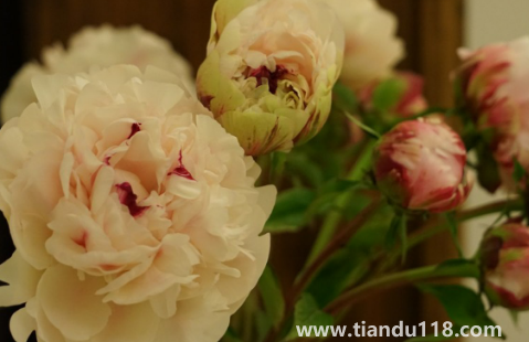 芍藥花骨朵幾天開花2