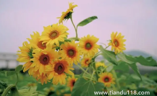 2022考送花一舉奪魁要幾朵向日葵3