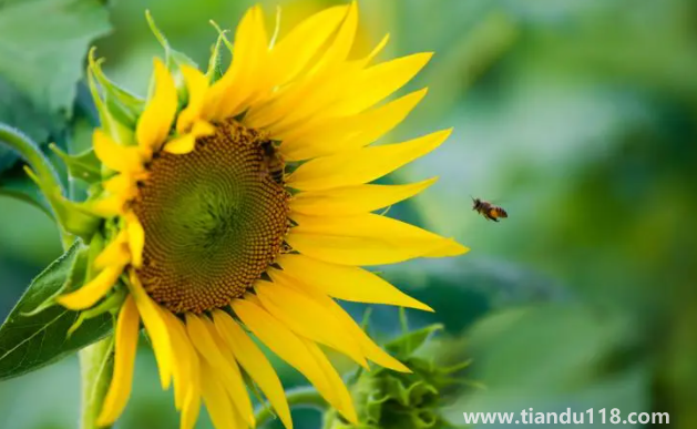 2022考送花一舉奪魁要幾朵向日葵（高考第幾天送向日葵好）