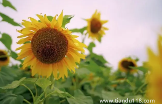 2022考送花一舉奪魁要幾朵向日葵2