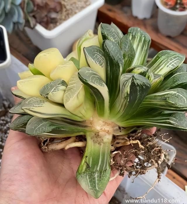 上海寶山一盆市價(jià)10萬(wàn)多肉被偷(警方:已采取刑事措施)(圖3) 上海寶山一盆市價(jià)10萬(wàn)多肉被偷(警方:已采取刑事措施)(圖3)