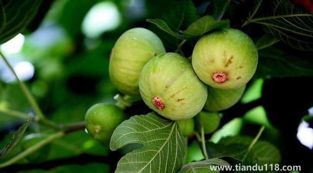 句容有哪些特產(chǎn)(句容特產(chǎn)排行榜)(圖3) 句容有哪些特產(chǎn)(句容特產(chǎn)排行榜)(圖3)