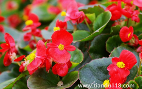 玻璃翠可以在室內(nèi)養(yǎng)嗎（玻璃翠什么時候開花）