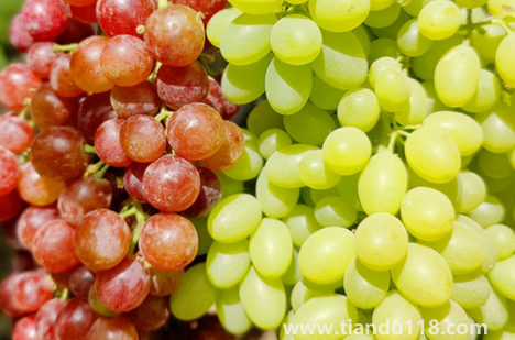 玻璃翠葡萄又叫什么（玻璃翠葡萄可以吃皮嗎）