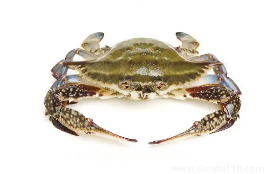 梭子蟹幾月份最便宜(梭子蟹多少錢一斤)(圖3) 梭子蟹幾月份最便宜3