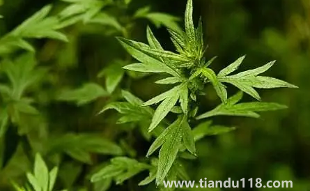 新娘床上放艾草寓意什么（新娘床上放艾草什么時候放）