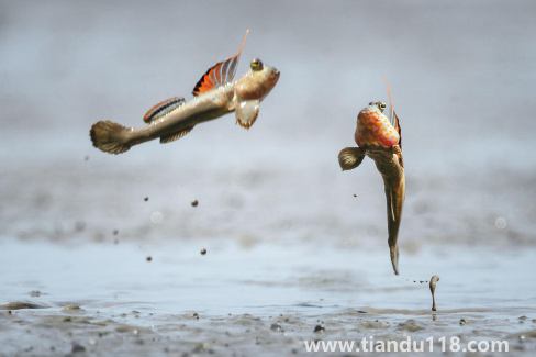 跳跳魚(yú)的功效與作用2