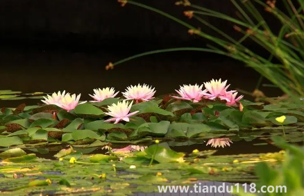以后夏天會(huì)一年熱過一年嗎(為何近兩年溫度越來越熱)(圖1) 以后夏天會(huì)一年熱過一年嗎1