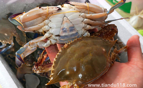 梭子蟹蒸10分鐘會不會有寄生蟲(吃梭子蟹的禁忌)(圖3) 梭子蟹蒸10分鐘會不會有寄生蟲3