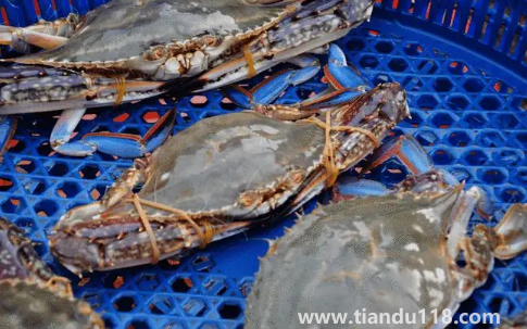 梭子蟹蒸完很多水還能吃嗎（梭子蟹怎么挑）