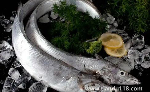 6000元一斤的長(zhǎng)江刀魚(yú)真的存在嗎(為什么刀魚(yú)價(jià)格那么貴)(圖3) 6000元一斤的長(zhǎng)江刀魚(yú)真的存在嗎3