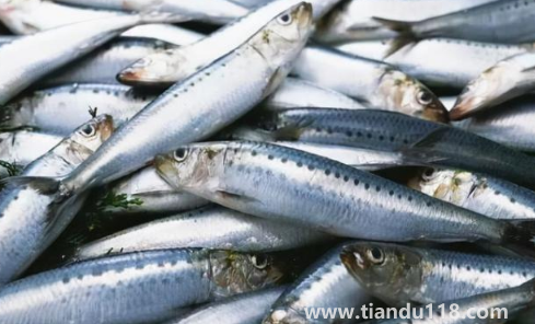 6000元一斤的長(zhǎng)江刀魚(yú)真的存在嗎(為什么刀魚(yú)價(jià)格那么貴)(圖1) 6000元一斤的長(zhǎng)江刀魚(yú)真的存在嗎1