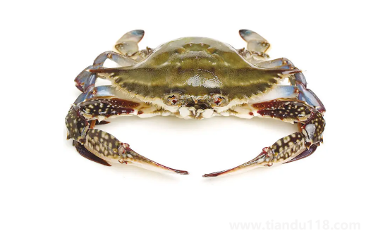 梭子蟹在運(yùn)輸過(guò)程中死了還能吃嗎1