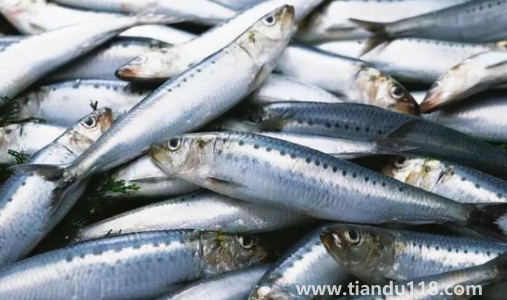 刀魚長什么樣子圖片(刀魚是保護(hù)動(dòng)物嗎)(圖3) 刀魚長什么樣子圖片3