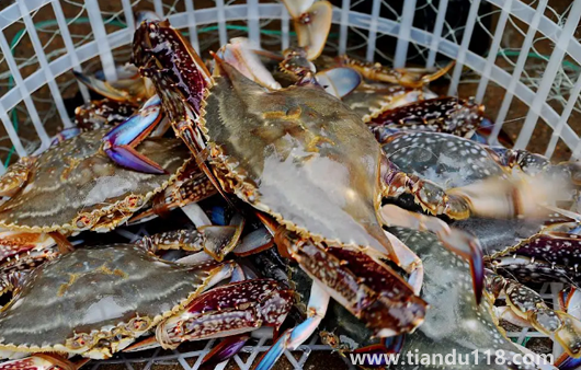 梭子蟹涼了還需要加熱嗎(梭子蟹適合怎么吃)(圖1) 梭子蟹涼了還需要加熱嗎1