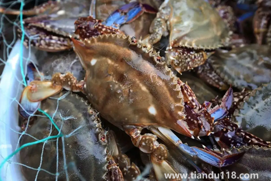 坐飛機可以帶梭子蟹嗎(梭子蟹可以天天吃嗎)(圖1) 坐飛機可以帶梭子蟹嗎1