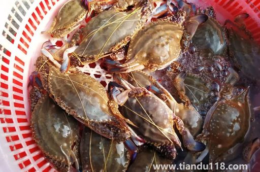 坐飛機可以帶梭子蟹嗎(梭子蟹可以天天吃嗎)(圖3) 坐飛機可以帶梭子蟹嗎3
