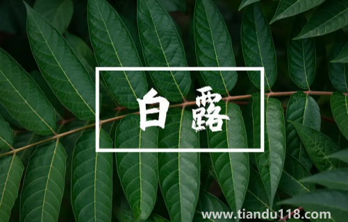 2022白露當天出生好還是白露后出生好(白露生孩子要注意什么)(圖1) 2022白露當天出生好還是白露后出生好1