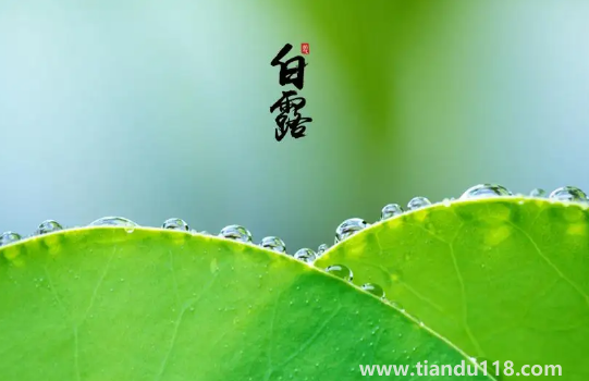 2022白露當天出生好還是白露后出生好(白露生孩子要注意什么)(圖2) 2022白露當天出生好還是白露后出生好2