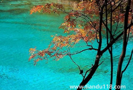 九寨溝今年國(guó)慶節(jié)開放嗎2022(游九寨溝什么月份最佳)(圖3) 九寨溝今年國(guó)慶節(jié)開放嗎20223