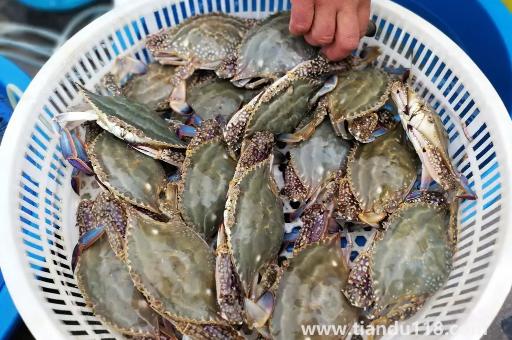 梭子蟹哪種好吃(梭子蟹的盛產(chǎn)時(shí)間是什么時(shí)候)(圖2) 梭子蟹哪種好吃2