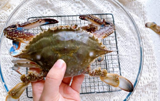 梭子蟹哪種好吃(梭子蟹的盛產(chǎn)時(shí)間是什么時(shí)候)(圖3) 梭子蟹哪種好吃3