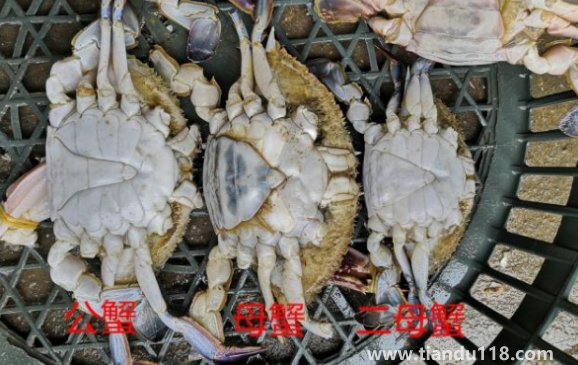 梭子蟹二母蟹會(huì)變成母蟹嗎(吃梭子蟹的注意事項(xiàng))(圖3) 梭子蟹二母蟹會(huì)變成母蟹嗎3