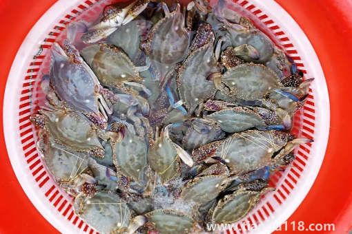 昨天買的梭子蟹今天不動了能吃嗎(活的梭子蟹怎么保存)(圖2) 昨天買的梭子蟹今天不動了能吃嗎2