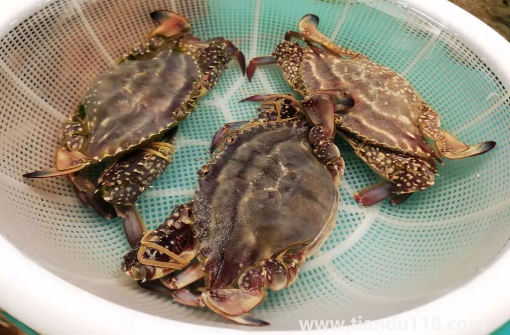 梭子蟹蟹黃在外面正常嗎(梭子蟹的蟹黃在外面能吃嗎)(圖2) 梭子蟹蟹黃在外面正常嗎2