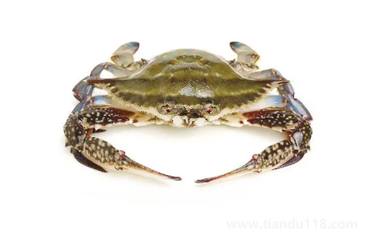 梭子蟹的蟹黃在哪里（蟹黃吃了有什么好處和壞處）