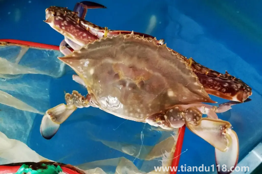 梭子蟹黃多還是大閘蟹黃多（吃螃蟹的注意事項）