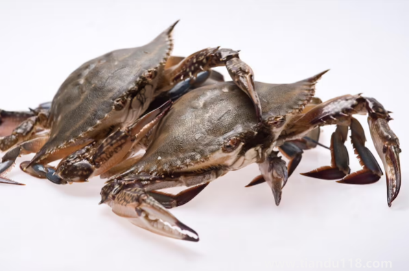 網購的梭子蟹上午到的到晚上吃可以嗎（梭子蟹怎么做好吃）