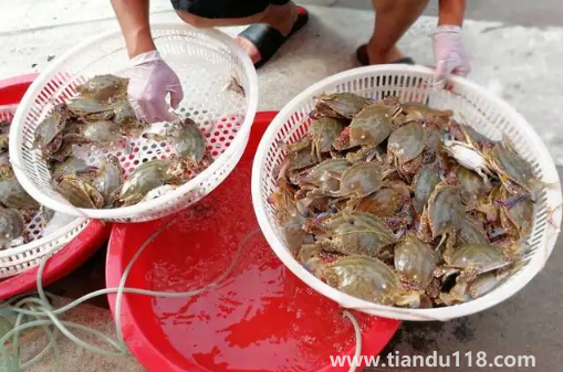 網(wǎng)購(gòu)梭子蟹品質(zhì)有保證嗎(網(wǎng)購(gòu)梭子蟹的技巧)(圖2) 網(wǎng)購(gòu)梭子蟹品質(zhì)有保證嗎2