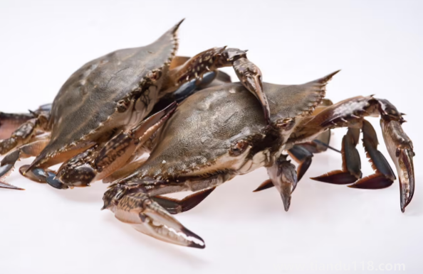 網(wǎng)購(gòu)梭子蟹品質(zhì)有保證嗎(網(wǎng)購(gòu)梭子蟹的技巧)(圖3) 網(wǎng)購(gòu)梭子蟹品質(zhì)有保證嗎3