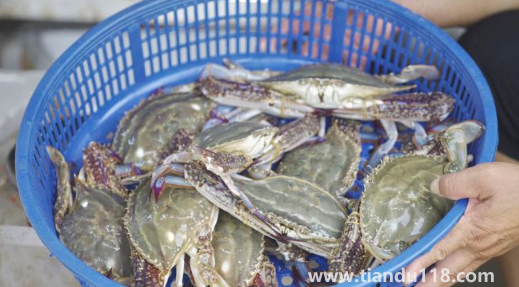 網(wǎng)上買梭子蟹是活的還是死的(梭子蟹寄過(guò)來(lái)死了能吃嗎)(圖3) 網(wǎng)上買梭子蟹是活的還是死的3