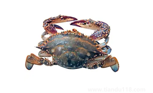 梭子蟹在網上買還是市場買（梭子蟹怎么挑選）