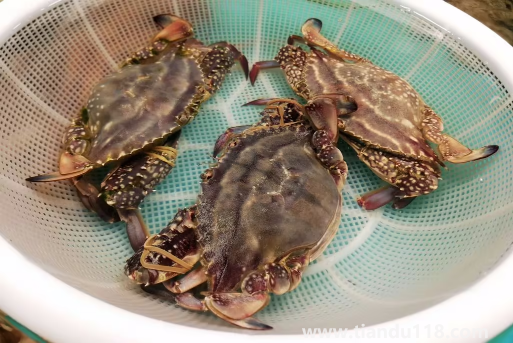 梭子蟹在網(wǎng)上買還是市場買(梭子蟹怎么挑選)(圖2) 梭子蟹在網(wǎng)上買還是市場買2