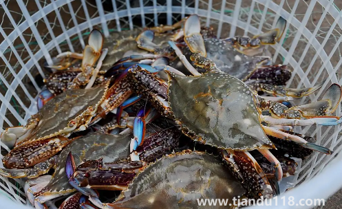 梭子蟹在網(wǎng)上買還是市場買(梭子蟹怎么挑選)(圖3) 梭子蟹在網(wǎng)上買還是市場買3