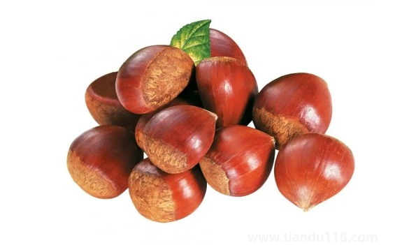 板栗成熟的季節(jié)是幾月（吃栗子有什么好處）