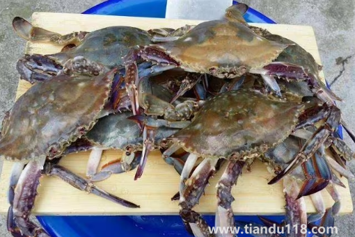梭子蟹殺好后放到下午吃可不可以（梭子蟹怎么保存）