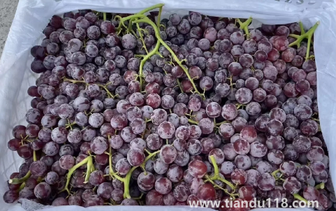 新疆玻璃脆葡萄好不好吃(新疆葡萄什么時候成熟)(圖3) 新疆玻璃脆葡萄好不好吃3