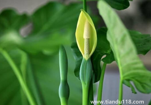 客廳養(yǎng)滴水觀音好不好(滴水觀音真的有毒嗎)(圖3) 客廳養(yǎng)滴水觀音好不好3