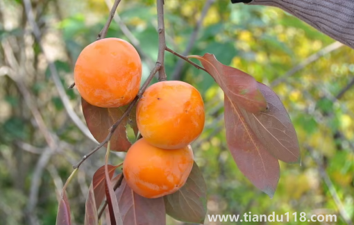柿子和柿餅哪個糖分高（柿子怎么做成柿餅）