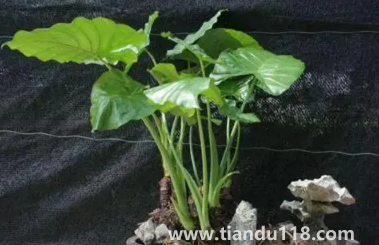 滴水觀音放家里能招財嗎(家里養(yǎng)滴水觀音的禁忌)(圖2) 滴水觀音放家里能招財嗎2