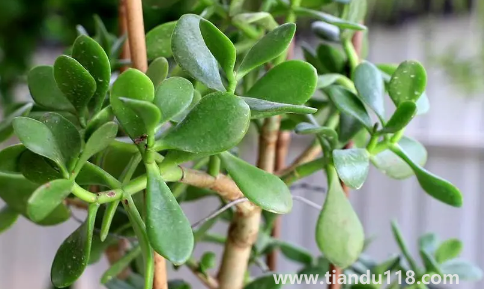 家里養(yǎng)玉樹對(duì)身體好嗎(家里什么地方養(yǎng)玉樹好)(圖2) 家里養(yǎng)玉樹對(duì)身體好嗎2