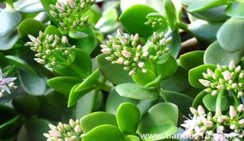 家里養(yǎng)玉樹對(duì)身體好嗎(家里什么地方養(yǎng)玉樹好)(圖1) 家里養(yǎng)玉樹對(duì)身體好嗎1